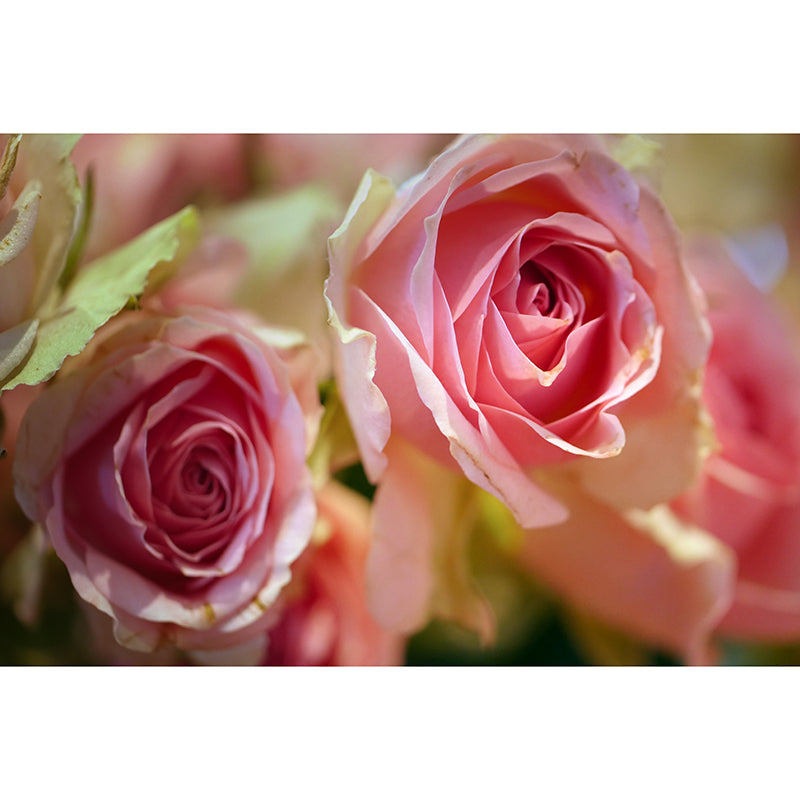 Rose Flower Mural Wallpaper for Girl Bedroom Moisture Resistant, Custom Size Available