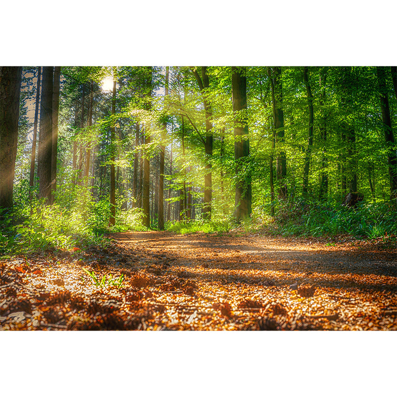 Forest Wall Mural Decor Horizontal Photography Eco-friendly for Decoration