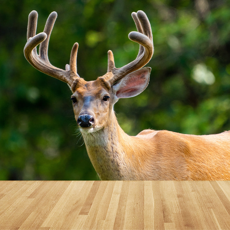 Lifelike Deer Animal Mural Moisture Resistant Living Room Wall Covering