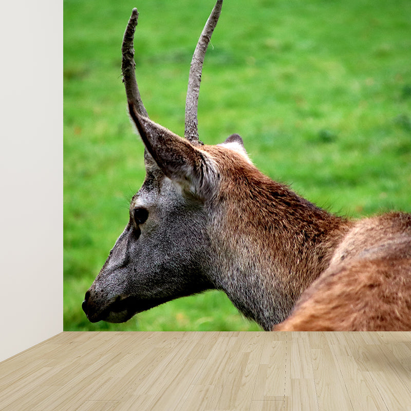 Lifelike Deer Animal Mural Moisture Resistant Living Room Wall Covering