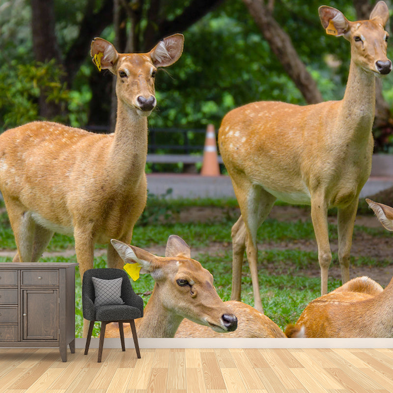 Deer Animal Wall Mural Wallpaper Photography Horizontal Wall Decor for Home