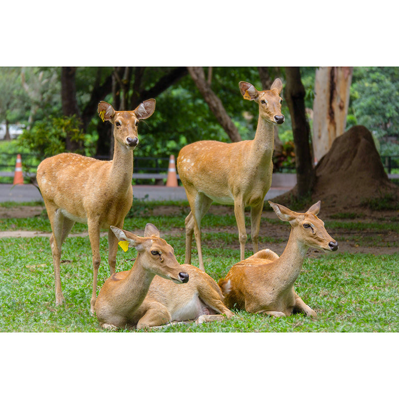 Deer Animal Wall Mural Wallpaper Photography Horizontal Wall Decor for Home