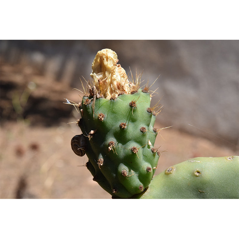 Tropical Cactus Removable Wall Mural for Reading Room, Made to Measure