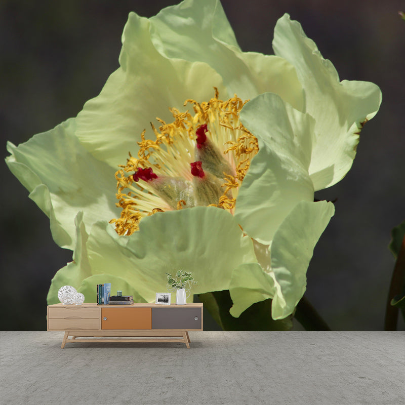 Customized Blooming Camellia Mural Wallpaper Contemporary for Guest Room