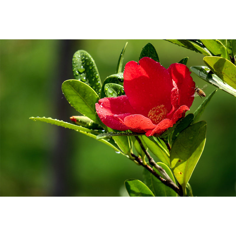 Customized Blooming Camellia Mural Wallpaper Contemporary for Guest Room