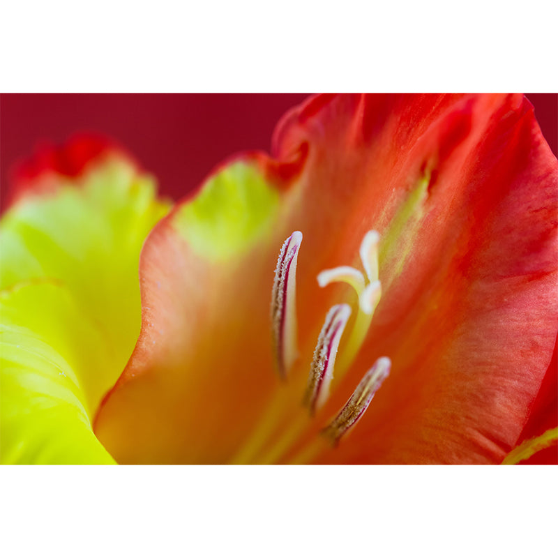 Gladiolus Wall Mural Decorative Mildew Resistant Home Decoration for Bedroom