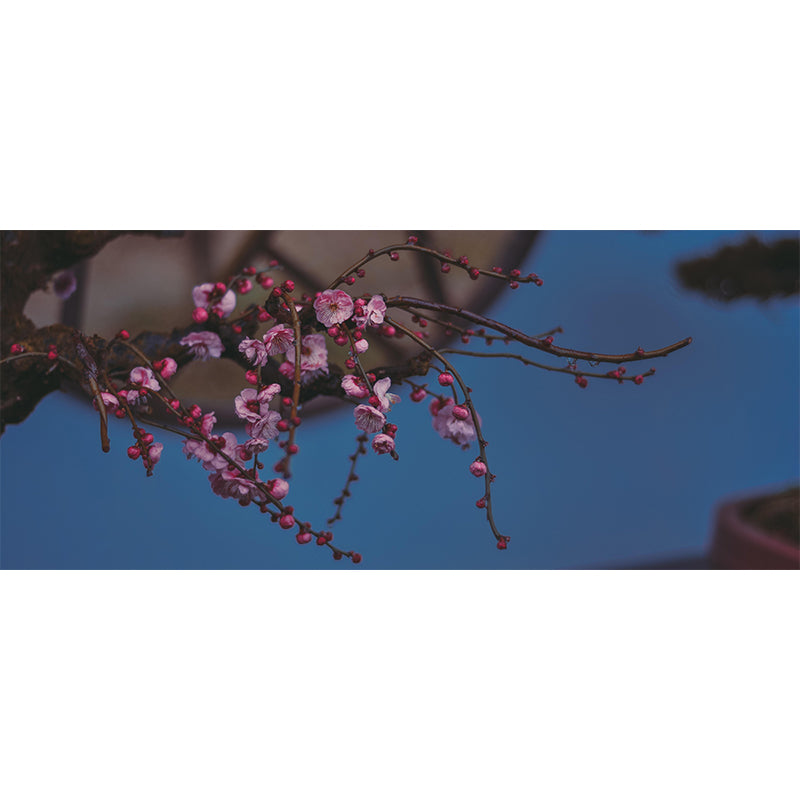 Customized Plum Bossom Mural Wallpaper Contemporary for Guest Room Decor