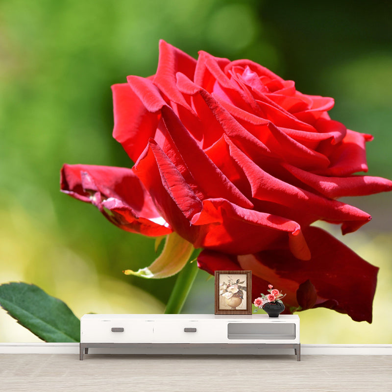 Customized Blooming Rose Mural Wallpaper Contemporary for Guest Room Decor