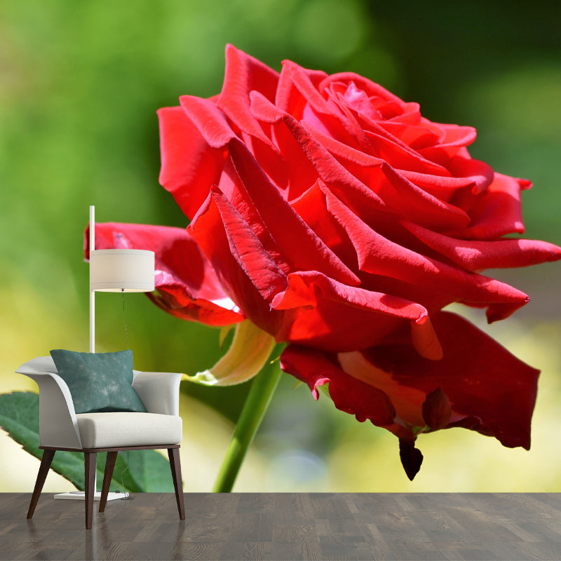 Customized Blooming Rose Mural Wallpaper Contemporary for Guest Room Decor