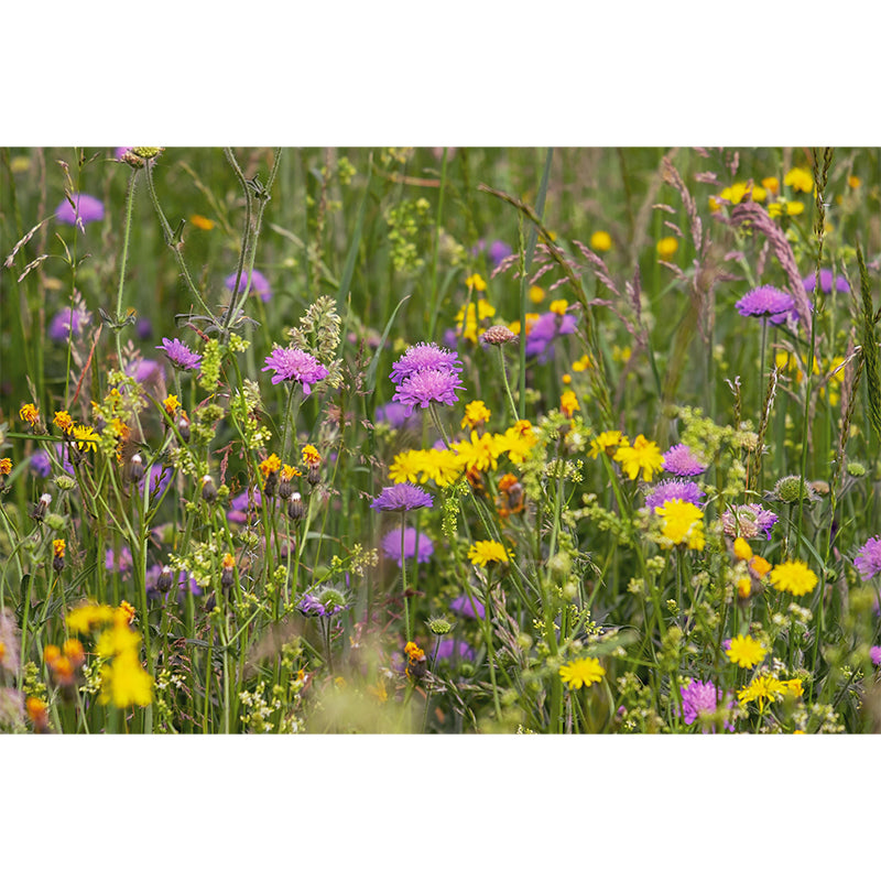 Customized Blooming Wildflowers Mural Wallpaper Contemporary for Guest Room Decor