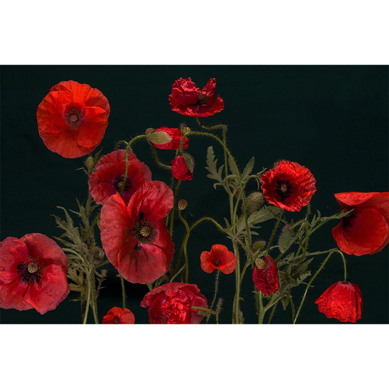Customized Blooming Poppies Mural Wallpaper Contemporary for Guest Room Decor
