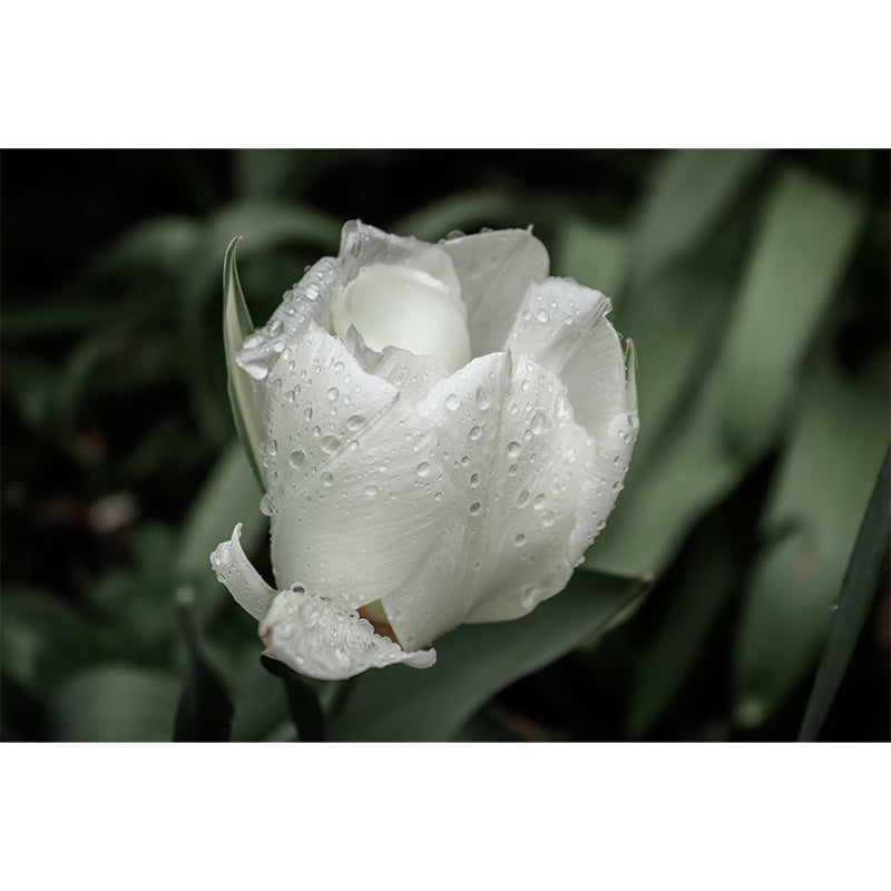 Customized Tulip Bud Mural Wallpaper Contemporary for Guest Room Decor