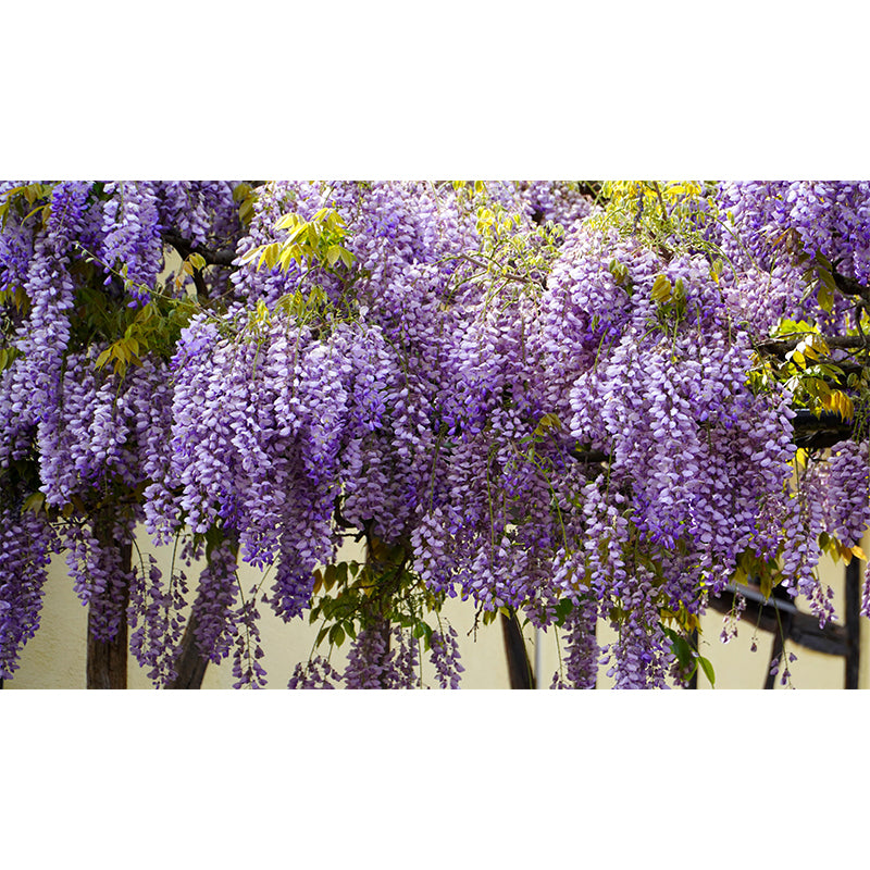 Wisteria Flower Wall Mural Mildew Resistant Home Decoration for Bedroom