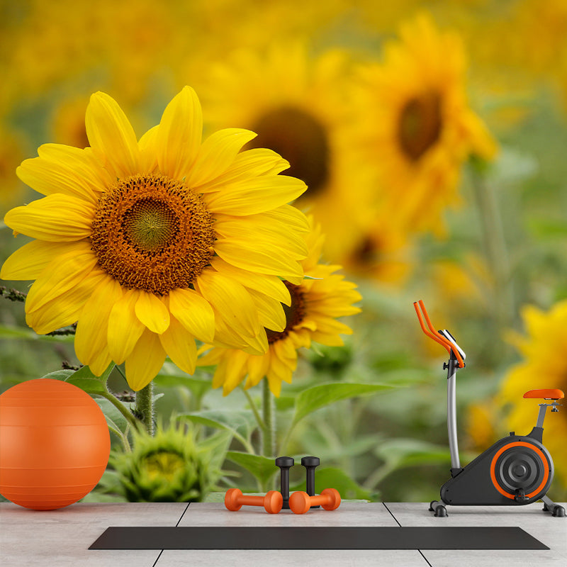 Sunflower Yellow Color Mural Wallpaper for Sleeping Room, Stain Resistant