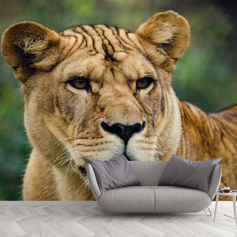 Ferocious Animal Lion Mural Decal Customized Contemporary Wall Covering