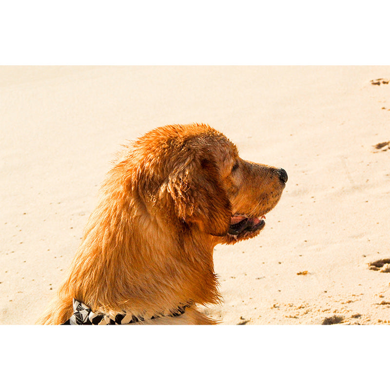 Naughty Puppy Mural Wallpaper Mildew Resistant Home Decor, Waterproofing