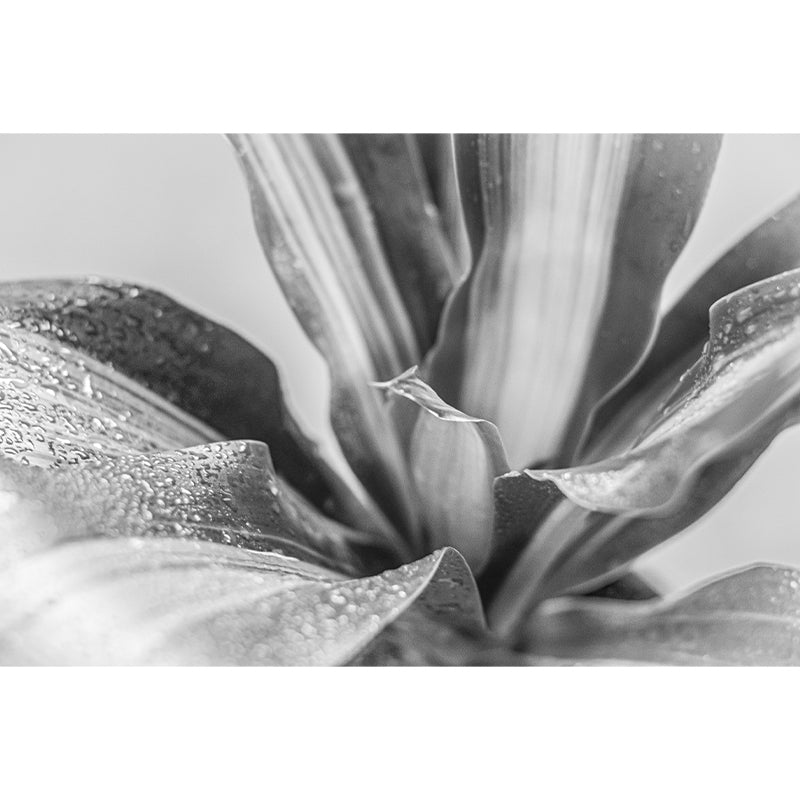 Houseplant Removable Wall Mural for Sitting Room Bedroom, Moisture Resistant