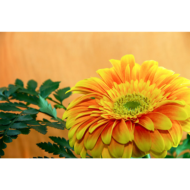 Chrysanthemum Removable Wall Mural for Girl's Bedroom, Custom Size Available