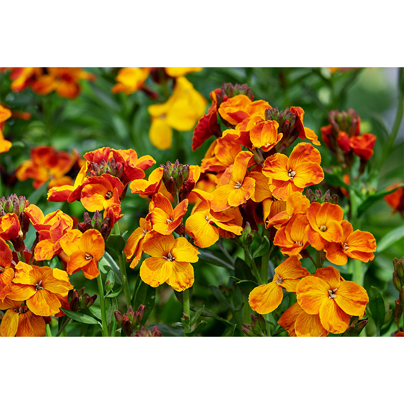 Customized Lobelia Mural Wallpaper Waterproofing Wall Decor for Meeting Room