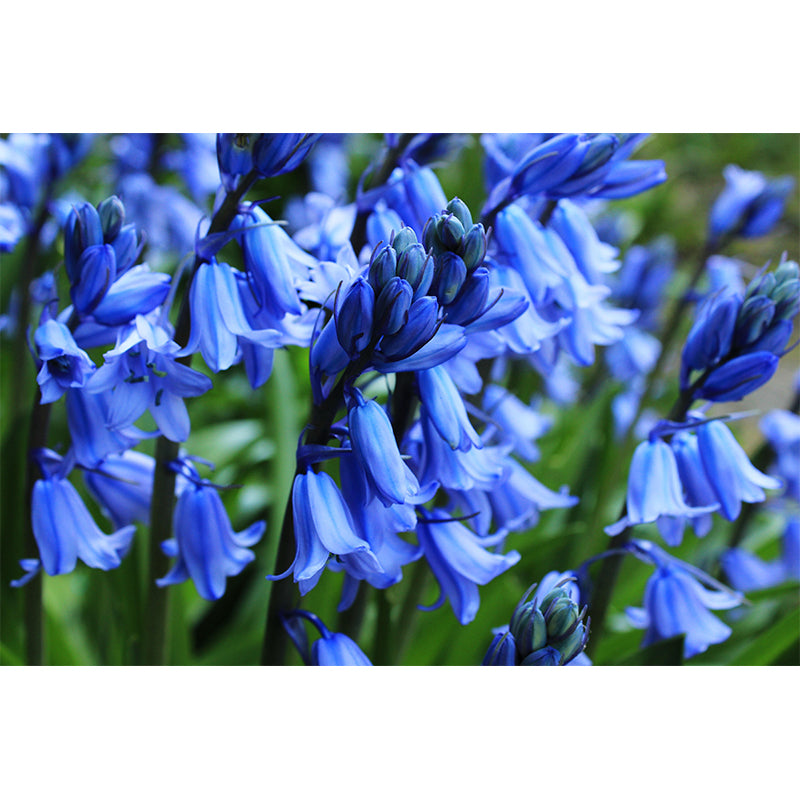 Beautiful Hyacinth Wall Mural Decal Colorful Mural Wallpaper for Girl Bedroom