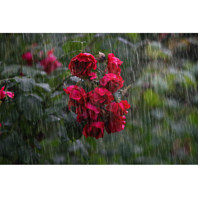 Customized Rose Mural Wallpaper Waterproofing Wall Decor for Meeting Room