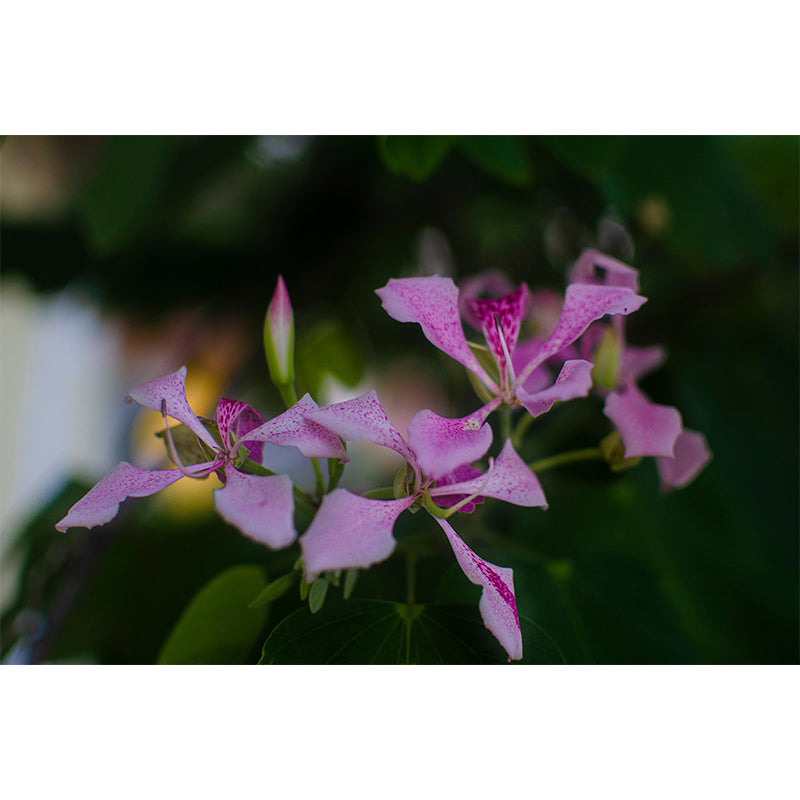 Customized Bauhinia Mural Wallpaper Waterproofing Wall Decor for Meeting Room