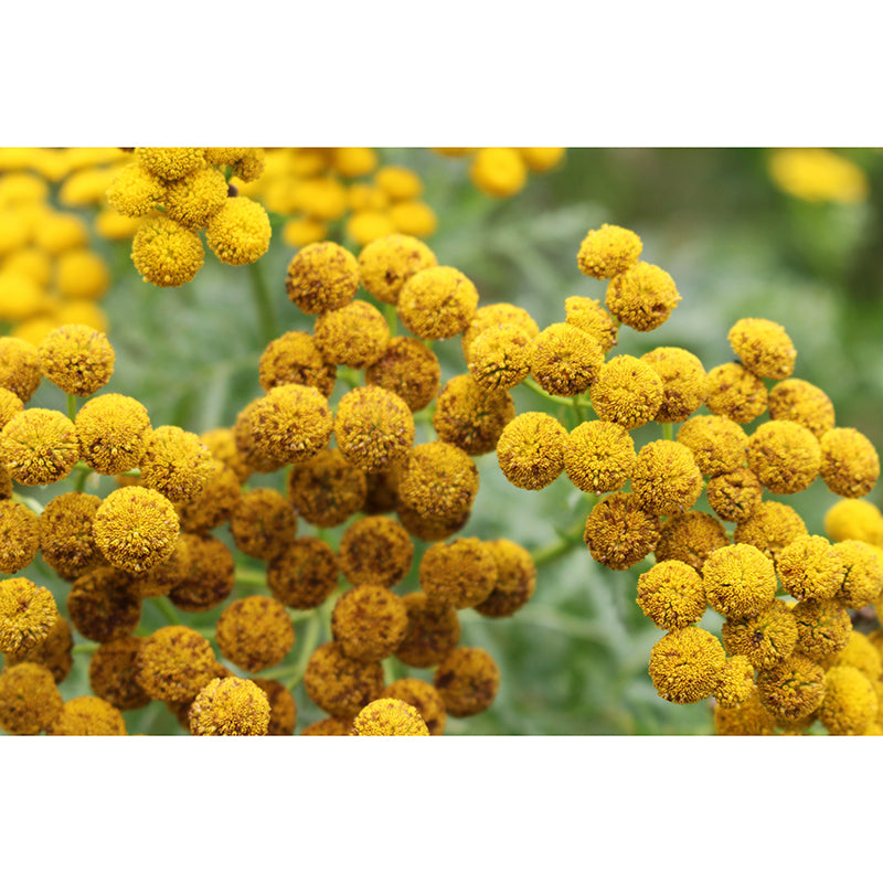 Tansy Flower Wall Covering for Girls' Bedroom Water Resistant Wall Decor