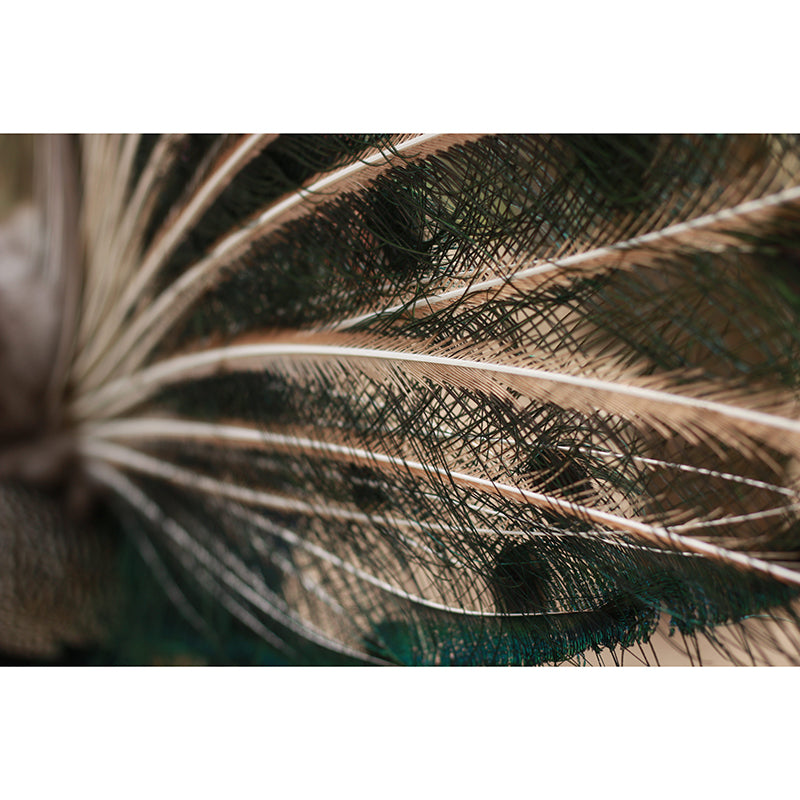 Tropical Style Feather Mural Mildew Resistant for Sitting Room Bedroom