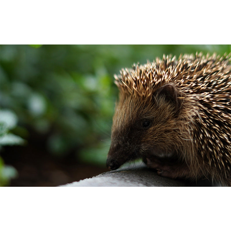 Customized Hedgehog Wall Mural Wallpaper Horizontal Photography for Sitting Room