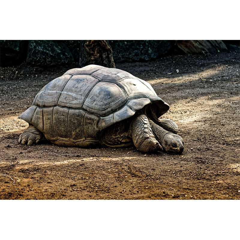 Customized Giant Tortoise Wall Mural Wallpaper Horizontal Photography for Sitting Room