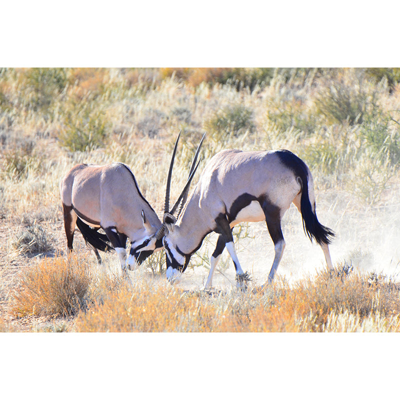 Customized Antelope Wall Mural Wallpaper Horizontal Photography for Sitting Room