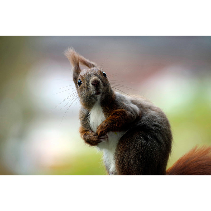 Customized Squirrel Wall Mural Wallpaper Horizontal Photography for Sitting Room