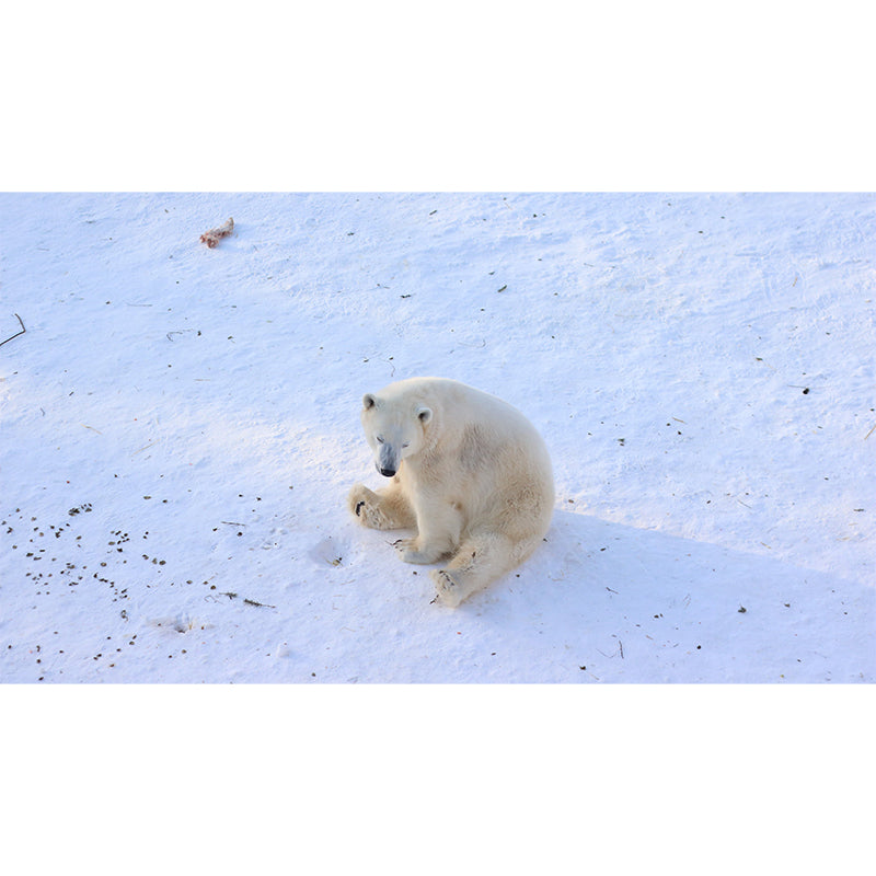 Polar Bear Mural Wallpaper for Accent Wall, Personalized Size Available