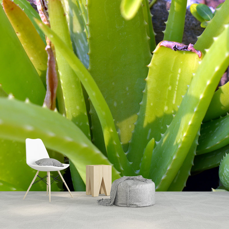 Aloe Plant Mural Wallpaper for Reading Room Bedroom, Custom Size Available