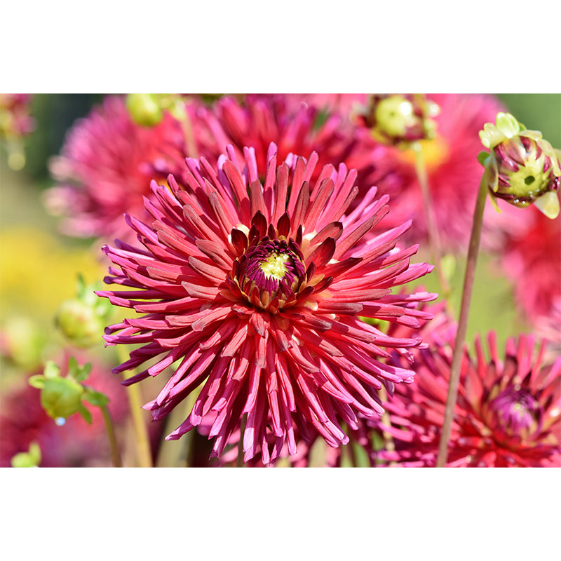 Dahlia Modern Mural Wallpaper Water Resistant Wall Art for Coffee Shop