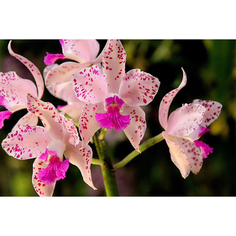 Beautiful Orchid Mural Stain Resistant Wall Covering for Sleeping Room