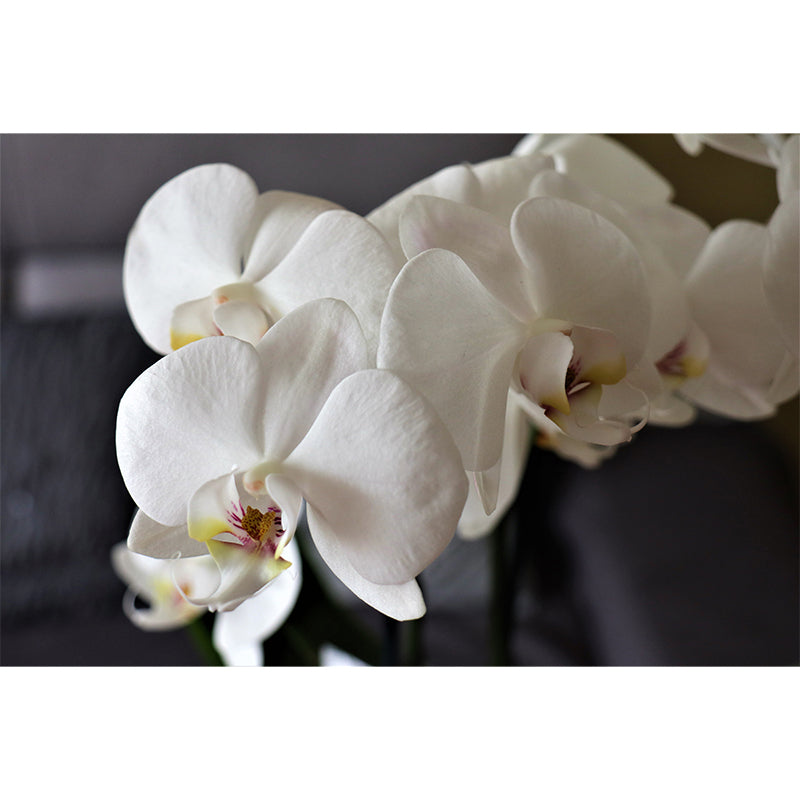 Girl's Bedroom Orchid Mural Personalized Size Minimalist Wall Decor, Personalized Size