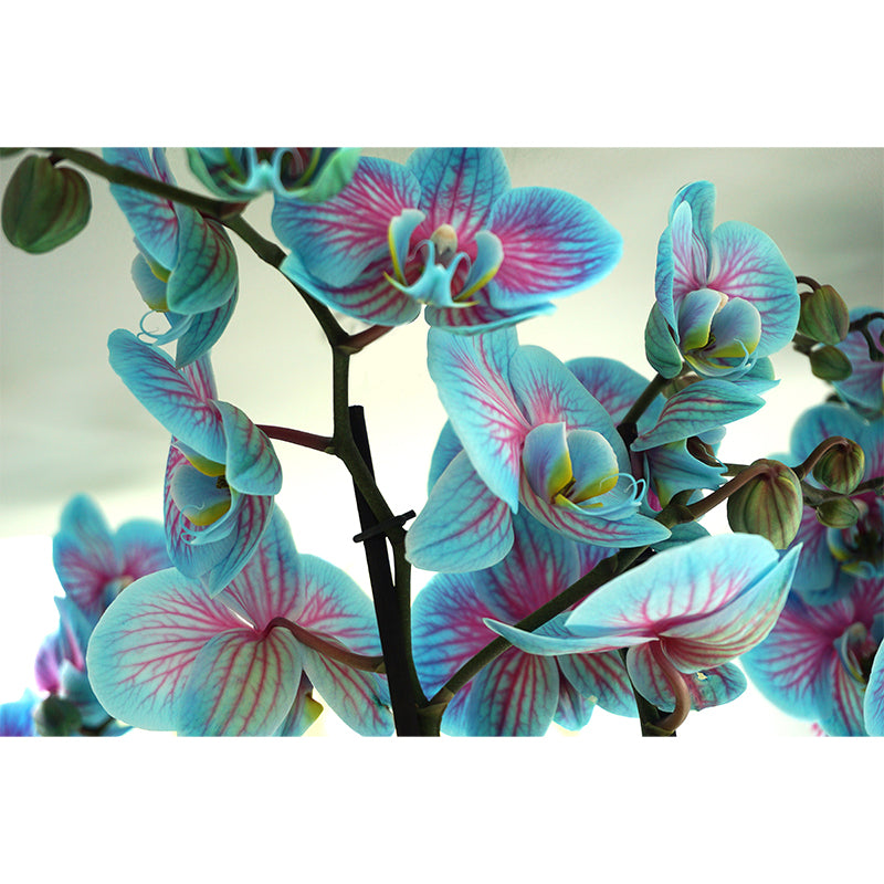 Orchid Mural Wallpaper Modernism Wall Art for Home, Personalized Size Available