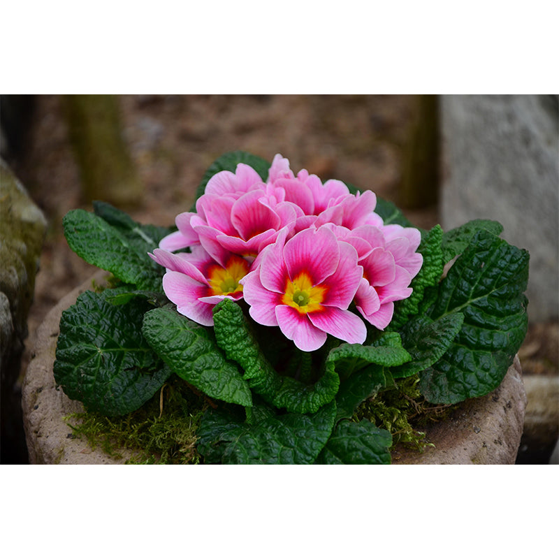 Customized Primrose Mural Wall Covering Eco-friendly Wallpaper for Bedroom