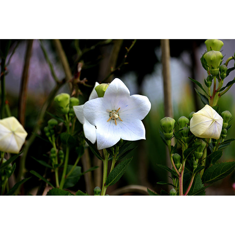 Customized Bluebell Mural Wall Covering Eco-friendly Wallpaper for Bedroom