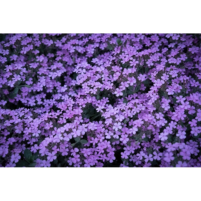 Customized Sea of Flowers Mural Wall Covering Eco-friendly Wallpaper for Bedroom