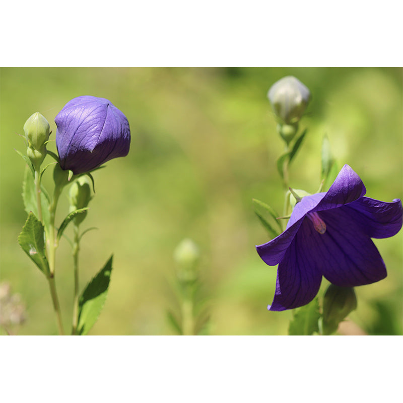 Minimalism Style Bellflower Wall Mural Decorative Photography for Living Room