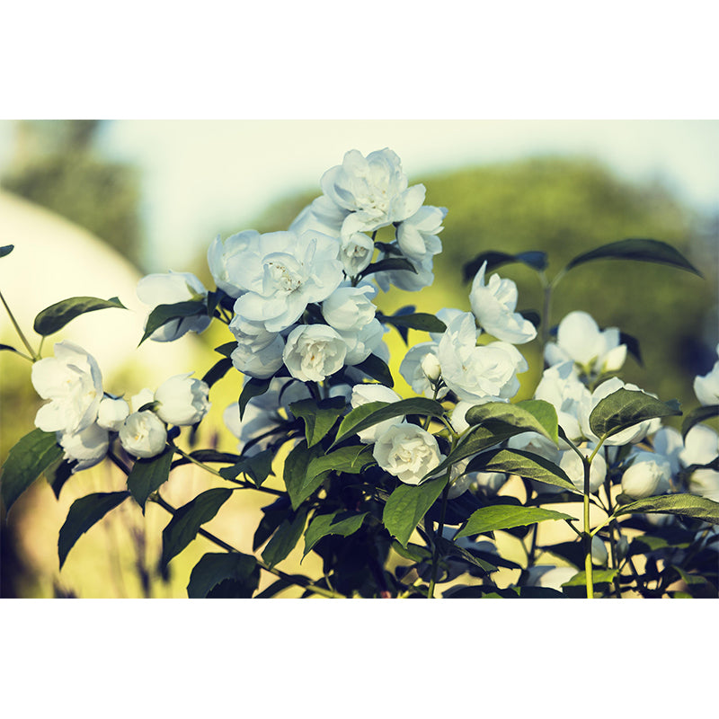 Customized Jasmine Mural Wall Covering Eco-friendly Wallpaper for Bedroom