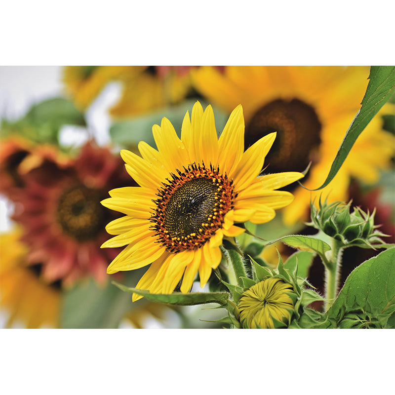 Customized Sunflower Mural Wall Covering Eco-friendly Wallpaper for Bedroom