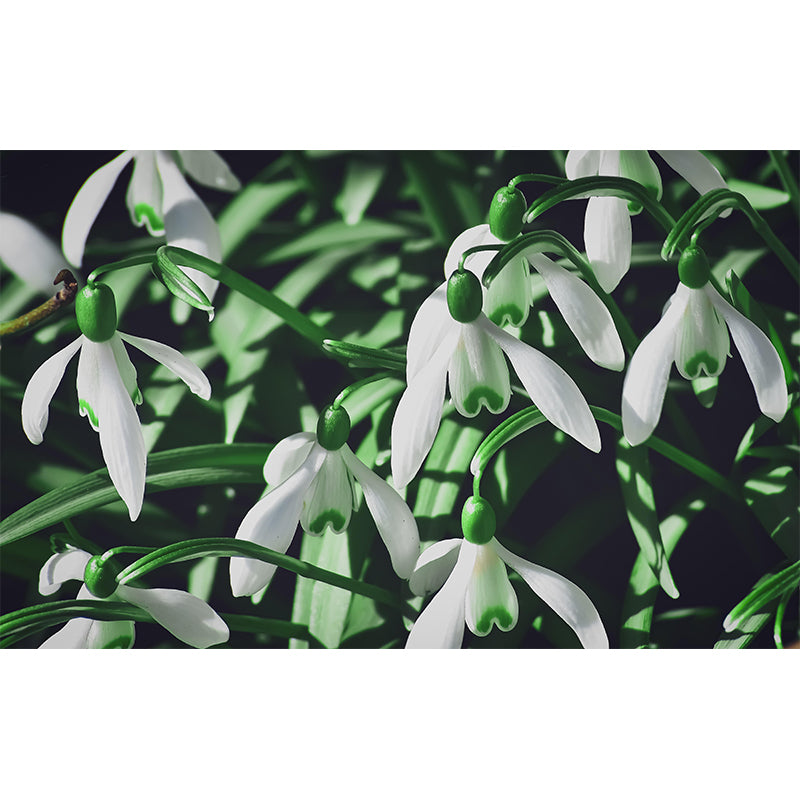 Customized Snow Lotus Mural Wall Covering Eco-friendly Wallpaper for Bedroom