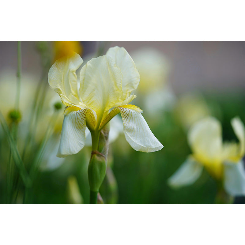 Customized Iris Mural Wall Covering Eco-friendly Wallpaper for Bedroom