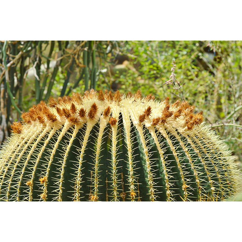 Cactus Plant Murals Wallpaper for Reading Room Bedroom, Custom Size Available