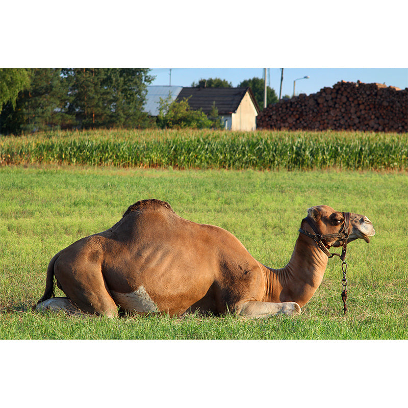 Desert Camel Wallpaper for Bedroom, Waterproofing, Custom Size Available