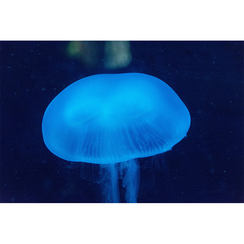 Tropical Seabed View Wall Covering for Sleeping Room, Moisture Resistant