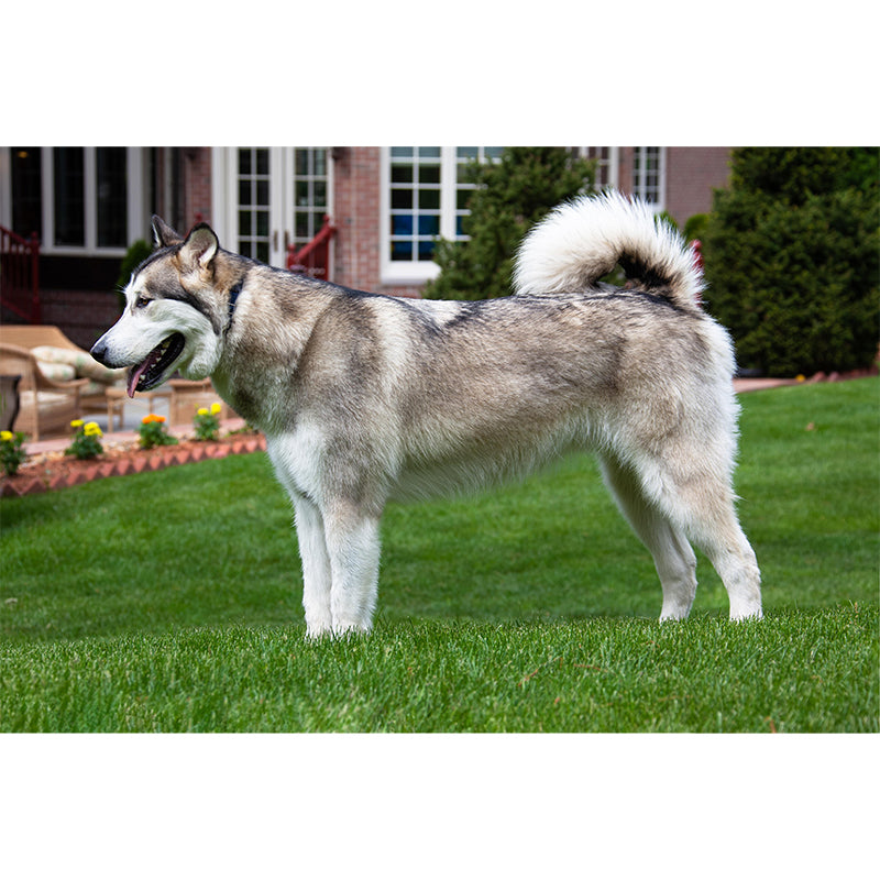 Lovely Alaskan Dog Mural Wall Decor Living Room Wall Covering for Decoration